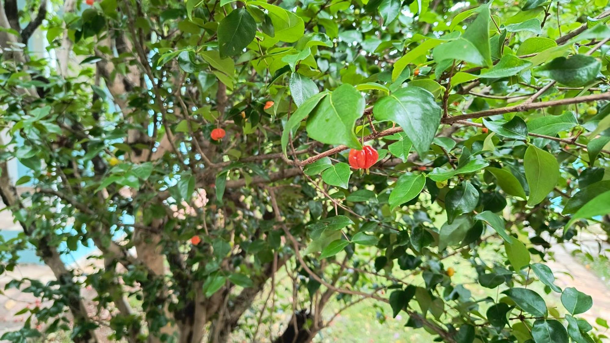 Recanto Do Sossego Inn